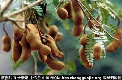 й̳ ǰ ǰ,ǰԢ,丣ĸ,ǰ,ǰͼƬ Ʒչʾ 111302zx3vng4xmdzgj4n0