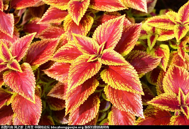 й̳ Coleus ﻨ õ,ӡ,Rainbow,ɫ,Բ ̳뽻 171229874ss8px8pnfxmqz