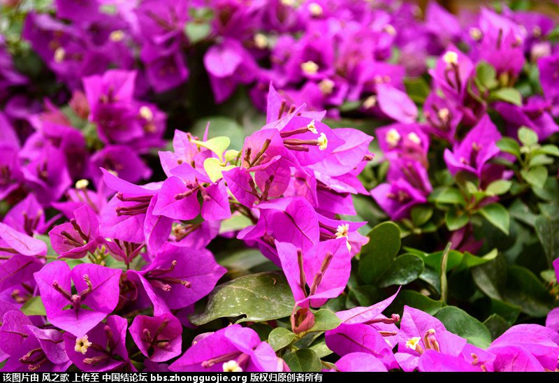 й̳ Bougainvillea Ҷӻ Ҷ ̳뽻 13114281ytqestfftdyjt8