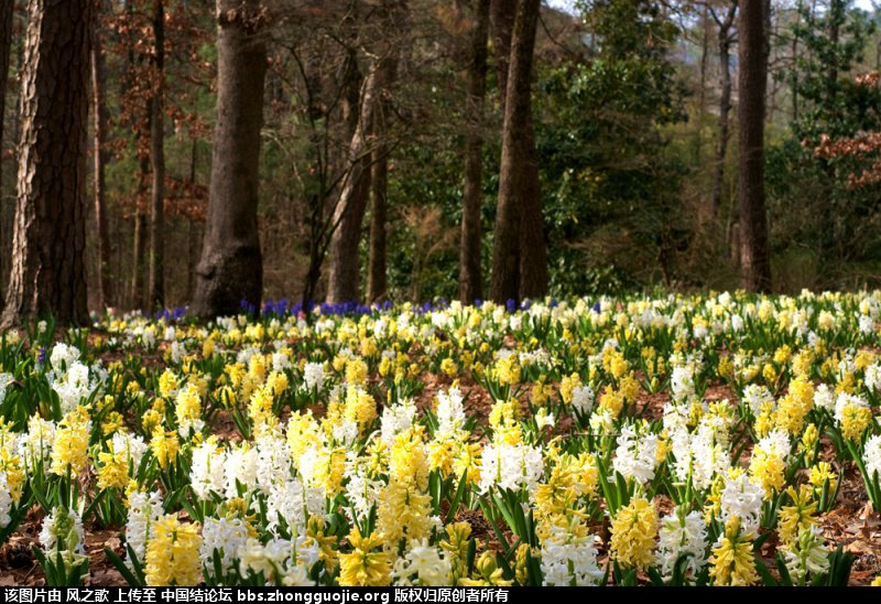 й̳ Hyacinthaceae ӿơ ʲô,ʲô,ʲô,޾ʲô,콶ʲô ̳뽻 095519jd525t5v85rvhs11