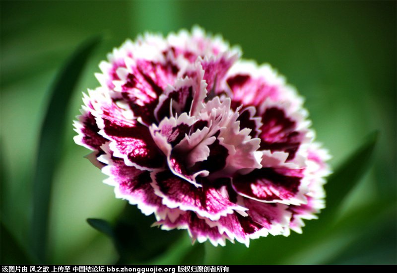 й̳ Dianthus ʯ ʯô,걳Ŀ,ʯ,ʯľ״,Ŀ ̳뽻 154940r5jnbir2nki2hzxt