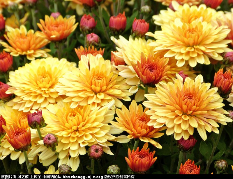 й̳ Chrysanthemum  °,͹,Ԩ,׾, ̳뽻 150315p6lcsp6es8ss6llj