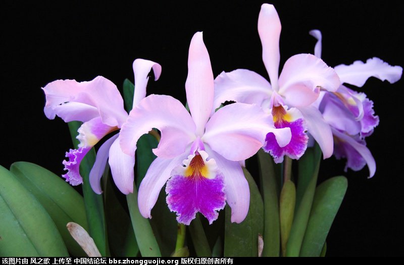 й̳ Orchidaceae ơ ƻʽ,,ֲĻʽ,Ľ,ֲʶ ̳뽻 165715666pxg768z8zp7qs