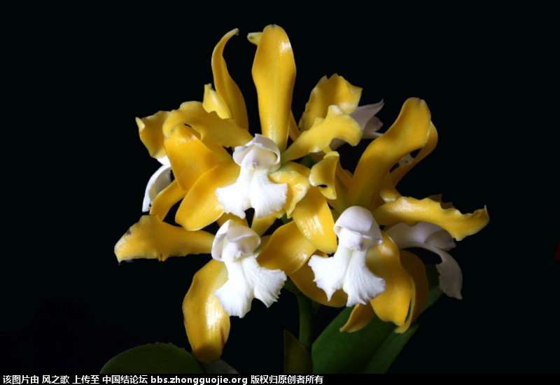 й̳ Orchidaceae ơ ƻʽ,,ֲĻʽ,Ľ,ֲʶ ̳뽻 165803hixppcjzd71izbhb