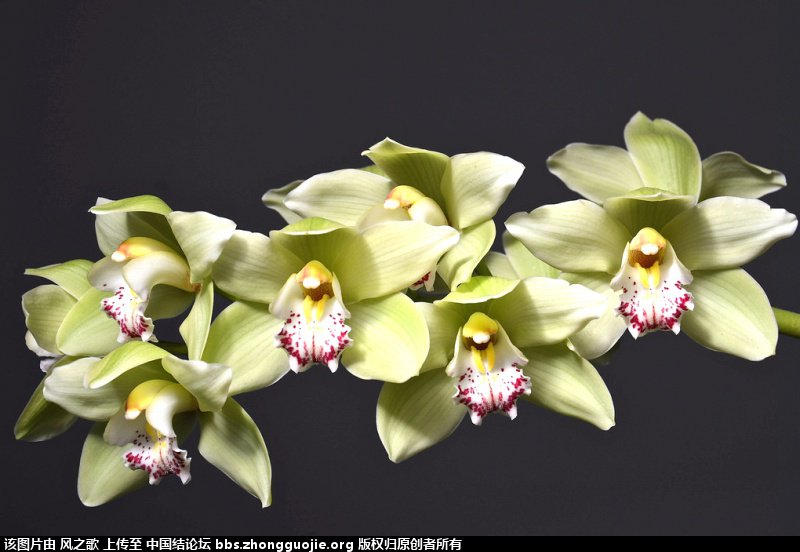 й̳ Orchidaceae ơ ƻʽ,,ֲĻʽ,Ľ,ֲʶ ̳뽻 170740lpyjzf9jnplj1o8o