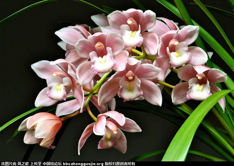 й̳ Orchidaceae ơ ƻʽ,,ֲĻʽ,Ľ,ֲʶ ̳뽻 1708236kz9ufomfku5up40