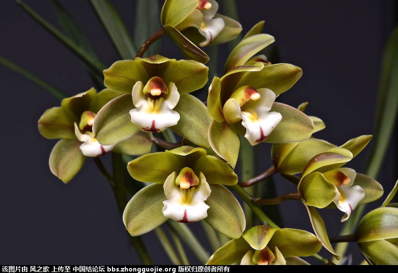 й̳ Orchidaceae ơ ƻʽ,,ֲĻʽ,Ľ,ֲʶ ̳뽻 170851gdwi5pbv3grbrdk5