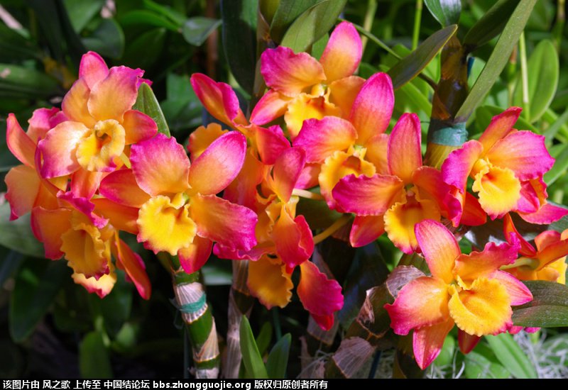 й̳ Orchidaceae ơ ƻʽ,,ֲĻʽ,Ľ,ֲʶ ̳뽻 172250u24mhmnxm324e5mm