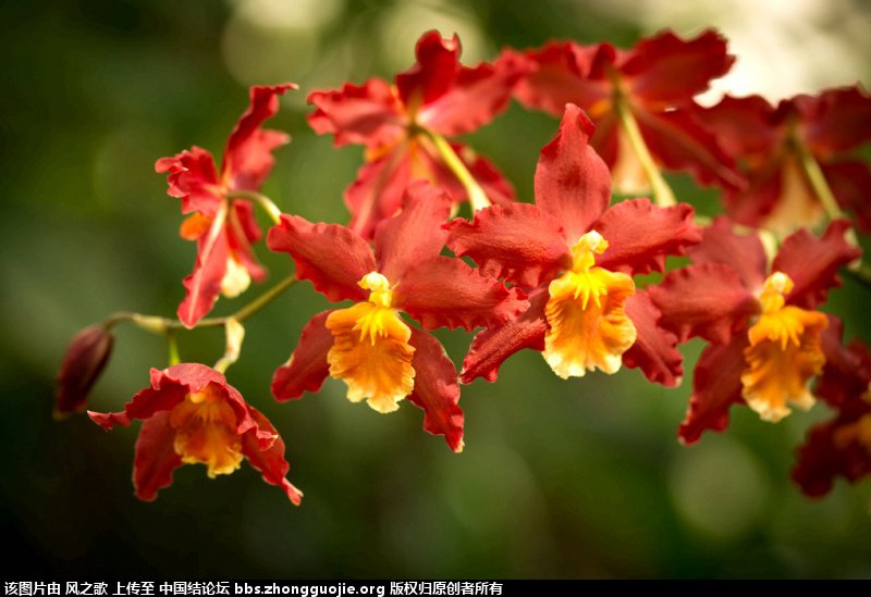 й̳ Orchidaceae ơ ƻʽ,,ֲĻʽ,Ľ,ֲʶ ̳뽻 17333031n4uo3pofc3ku0m