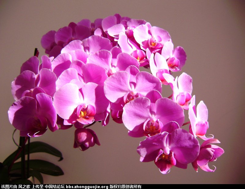 й̳ Orchidaceae ơ ƻʽ,,ֲĻʽ,Ľ,ֲʶ ̳뽻 175300zlezjcu6lejpzp11