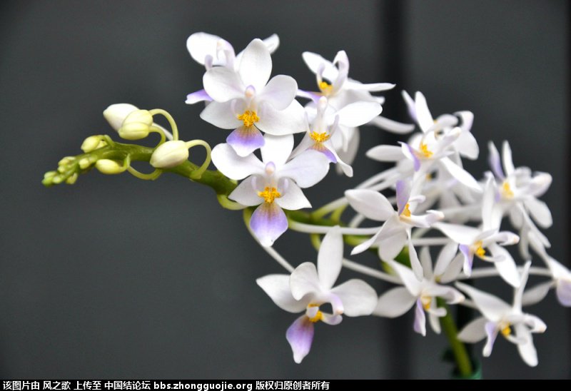 й̳ Orchidaceae ơ ƻʽ,,ֲĻʽ,Ľ,ֲʶ ̳뽻 1753267vas9zizo979ys6b