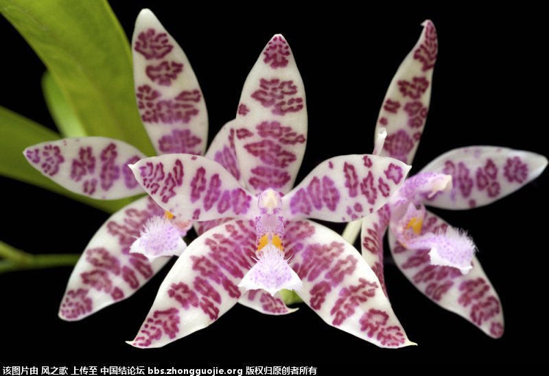 й̳ Orchidaceae ơ ƻʽ,,ֲĻʽ,Ľ,ֲʶ ̳뽻 175358jojnsr9nlpvcrpsk