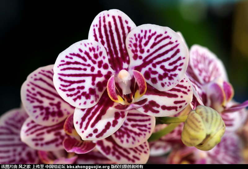й̳ Orchidaceae ơ ƻʽ,,ֲĻʽ,Ľ,ֲʶ ̳뽻 175410wmbmnvv2lbfwybse