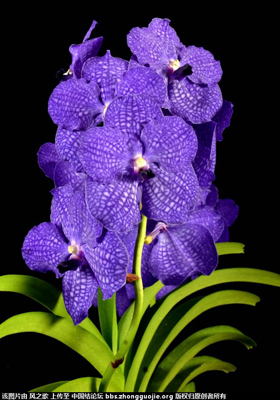 й̳ Orchidaceae ơ ƻʽ,,ֲĻʽ,Ľ,ֲʶ ̳뽻 175717t33n44zd6t0d7tz7