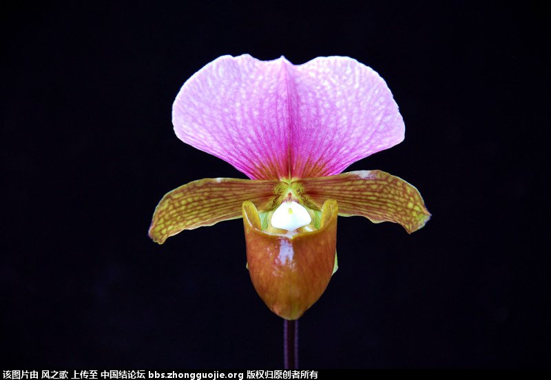 й̳ Orchidaceae ơ ƻʽ,,ֲĻʽ,Ľ,ֲʶ ̳뽻 180247mqrwyrudwcvlwptn