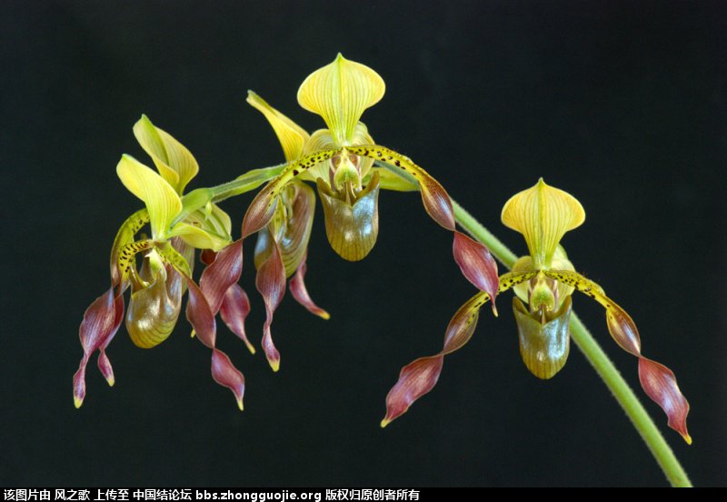 й̳ Orchidaceae ơ ƻʽ,,ֲĻʽ,Ľ,ֲʶ ̳뽻 180408ppn4op6fupzzbuq7