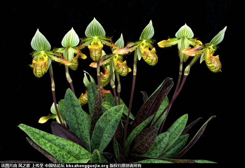 й̳ Orchidaceae ơ ƻʽ,,ֲĻʽ,Ľ,ֲʶ ̳뽻 180427sk0u9xcxnxc1105c