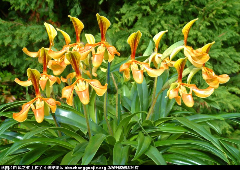 й̳ Orchidaceae ơ ƻʽ,,ֲĻʽ,Ľ,ֲʶ ̳뽻 180444qc118jwefz9blc1j