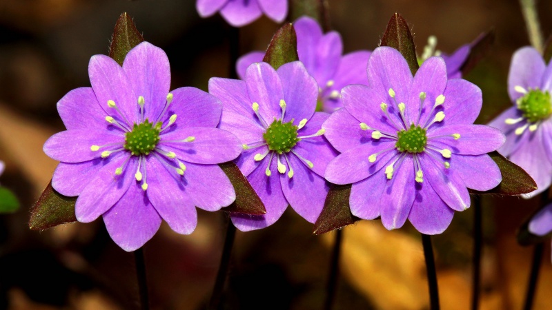 й̳ Hepatica ⯶ϸ ,ֲ,ֲ, ̳뽻 145225cphopoqbmaah0aac