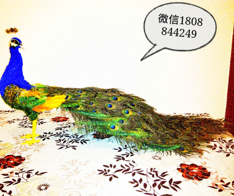 й̳ ȸ ȸģ,ͷȸ,ëȸ,ȸë,ģ Ʒչʾ 192308so4clzh347437aoj