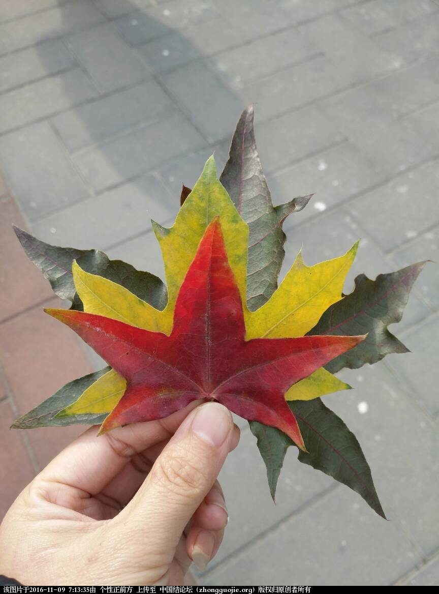 й̳ ҶҼ СҼ,Ҽ,Ҷ,Ҷĺ,ҶҼͼƬ Ʒչʾ 071335a04f0gr6rn6ingna