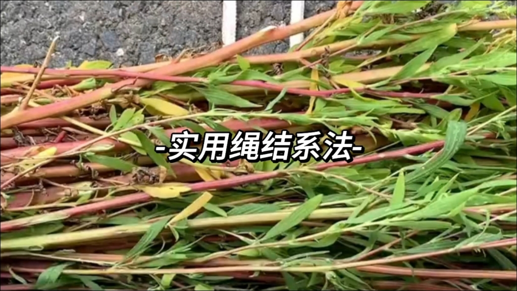 й̳ ʵϵ  Ƶ̳ 134834icshfs1f8n4e545h